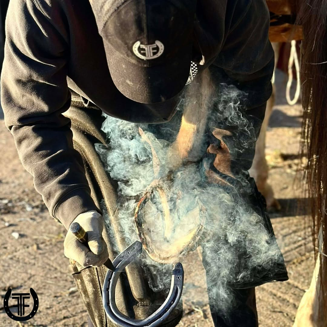 Felix hot-shoeing a horse — smoke rising from a freshly seated shoe
