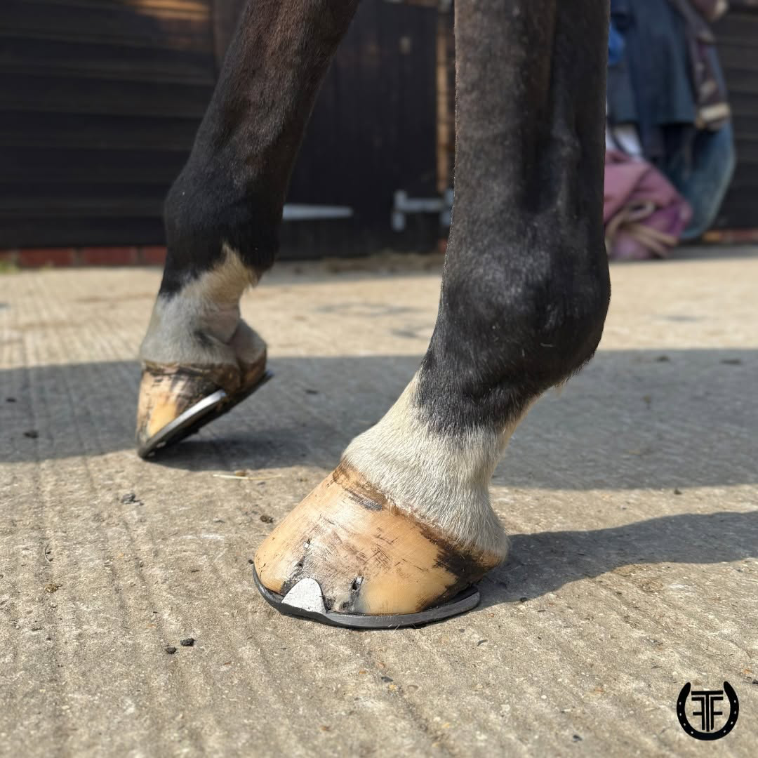 Horse standing square after a fresh set of shoes