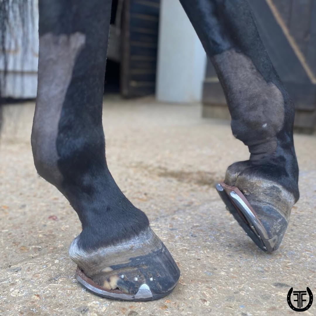 Aluminium shoes fitted for a competition horse