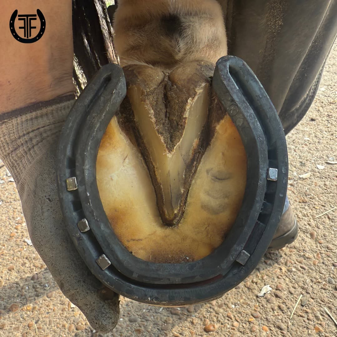 Precision-fitted rear shoe, clean nail work